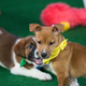 Illustration for article titled Report: 78% Of Puppy Bowl Participants Die Before Reaching 50 Weeks